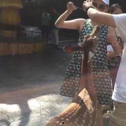 j zz国产,探寻j zz国的历史足迹与文化魅力